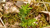 Paxistima canbyi: Ohio’s Rarest Plant?