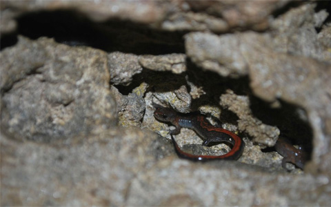 Red-backed salamander at home in cave