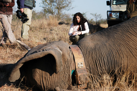 Messitt reported on elephant conservation and the controversy of elephant culling for more than 18 months within greater Kruger National Park, South Africa. This image captures an elephant tracking collar replacement. (2008)