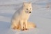 Protect the Arctic Fox Instead of the Polar Bear?