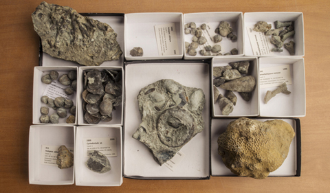 The Kallmeyer Collection of the Ohio University Invertebrate Paleontology Collections includes invasive species that dominated the ancient landscape of Cincinnati, Ohio. The invaders include brachiopods, gastropods, bivalves, and corals. (Photo by Ben Siegel.)