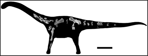 This image shows the pieces of the skeleton recovered of Rukwatitan bisepultus within a silhouette of the animal. The bar equals 1 meter. Image credit: Eric Gorscak, Ohio University.