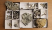 The Kallmeyer Collection of the Ohio University Invertebrate Paleontology Collections includes invasive species that dominated the ancient landscape of Cincinnati, Ohio. The invaders include brachiopods, gastropods, bivalves, and corals. (Photo by Ben Siegel.)