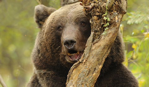 Brown bear, photo by Despinel Dragomir