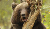 Brown bear, photo by Despinel Dragomir
