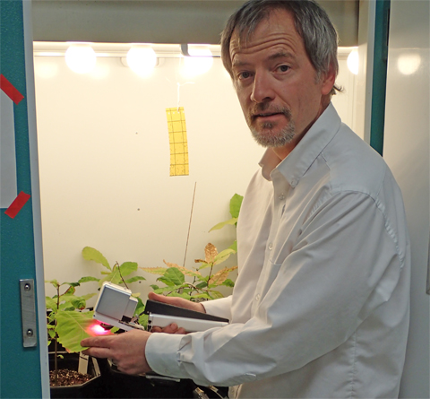 Dr. David Rosenthal measures photosynthetic parameters of American and hybrid chestnuts grown at temperature and CO2 levels predicted for later this century.