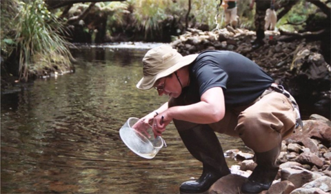Dr. Morgan Vis conducts field research in a stream and examines a freshwater red algae find.