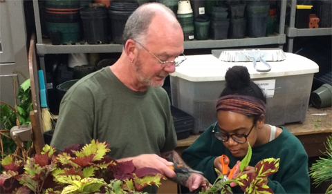Harold Blazier with Jada Kiner, a Psychology and Pre-Physical therapy student, taking cuttings from and trims coleus plants.