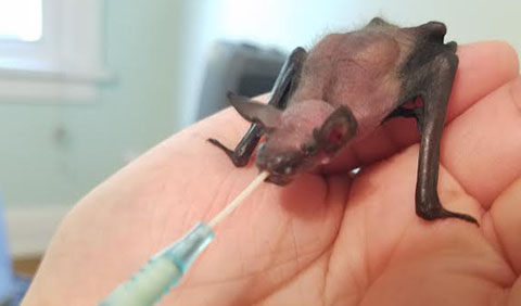 close up of young bat Bartok in AP Feeney's hand while she feeds him with a syringe