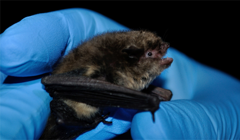 Indiana bat being held by blue-gloved hand