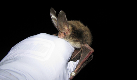 Rafinesque's big-eared bat on white-gloved hand