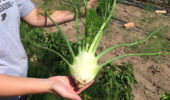 Summer garden intern holds a fennel bulb.