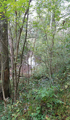 View of creek through the woods at Wayne National Forest while visiting archaeological field sites on the Relive the Dig!, part of OHIO Archaeology Month