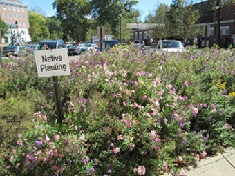 One of several native plantings established by Calhoun and the grounds team on the Athens Campus. Photo courtesy of: Susan Calhoun