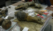 Newly excavated partial mammoth skeleton n in lab at Institute of Speleology in Romania.