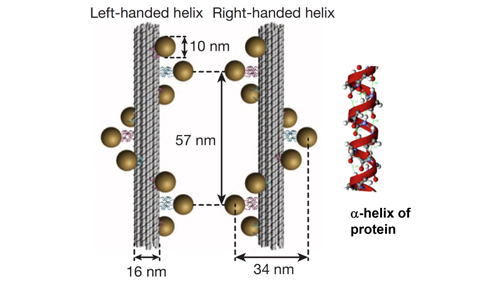 Chiral assembly made of DNA molecules and gold nanoparticles that exhibit plasmon resonances. This plasmonic helix exhibits very strong optical responses for circularly-polarized light. The right panel is a helical protein that motivated the idea of the plasmonic helix. 