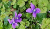 Common Blue Violet growing on campus