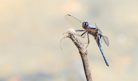 Blue Corporal dragonfly on a stick. Photo Credit: Kyle Brooks