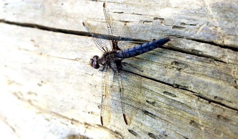 Blue Corporals dragonfly, on a tree