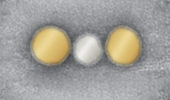 The transmission electron microscope image shows the structure, incorporating three nanocrystals and assembled on a DNA-origami carpet.  The mediator in the middle: a silver nanocrystal between two gold nanocrystals ensures the ultrafast and almost loss-free transfer of the energy. Illustration: Liedl / Hohmann (NIM).