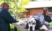 Jim Harrison, Robert DeMott, and DeMott's English setter, Meadow, 
at Jim and Linda Harrison’s house in Livingston, MT, in 2013. Photo by Kate Fox.