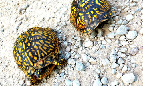 Box turtles at Wayne National Forest
