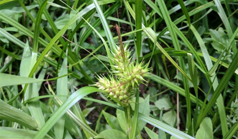 A possible candidate for the Louisiana sedge.