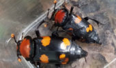 Breeding Pair of American Burying Beetles