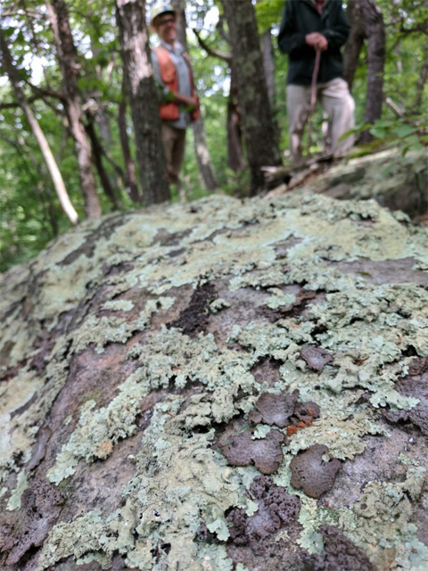 An assortment of lichens.