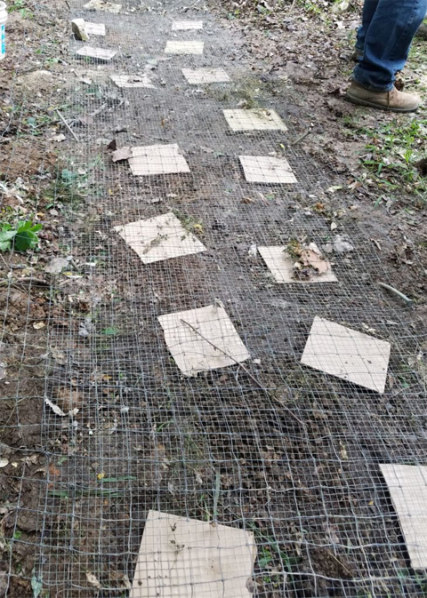Approximately 28 Completed Burying Beetle Sites, shown here covered with a mesh.