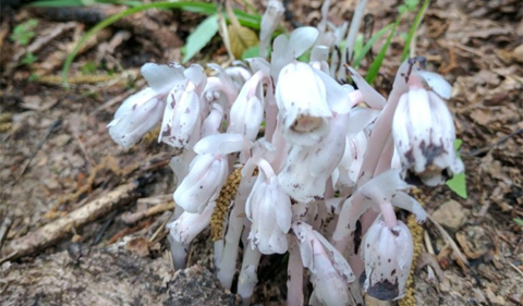 Monotropa uniflora, a ghost-white fungi