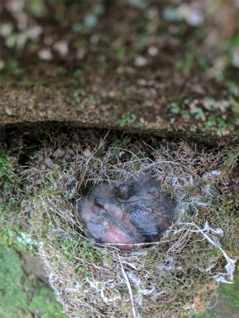 Eastern phoebe bird nest, with birds in it.