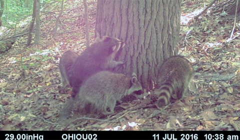 Family of raccoons investigating a tree that had been baited with skunk lure.