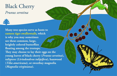Black cherry sign about pollinators