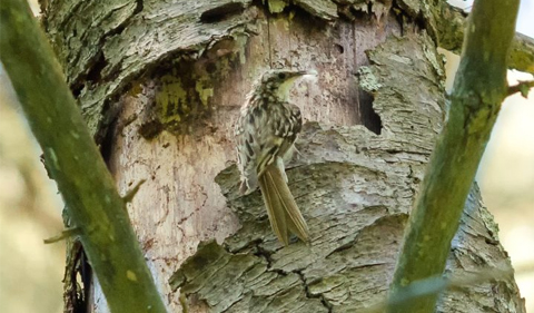 A female Brown Creeper perched atop her nest, which is placed underneath a piece of loose bark. Photo Credit: Wayne National Forest – Ohio University Wildlife Intern Kyle Brooks