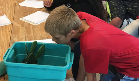 Campers examined the modified leaves (needles) that help cacti stay cool in the hot, dry desert by reducing water loss.