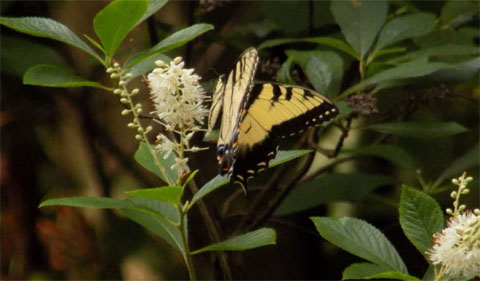 Eastern Tiger Swallowtail feeding on Clethra alnifolia, commonly known as sweet pepperbush.