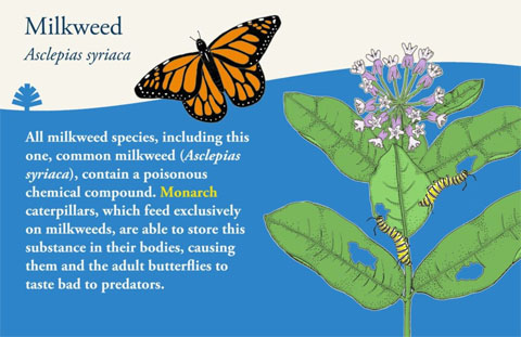 Milkweed sign about pollinators