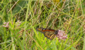 Monarch butterfly feeding on Asclepias incarnata, commonly known as swamp milkweed.