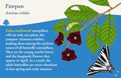 Pawpaw sign about pollinators
