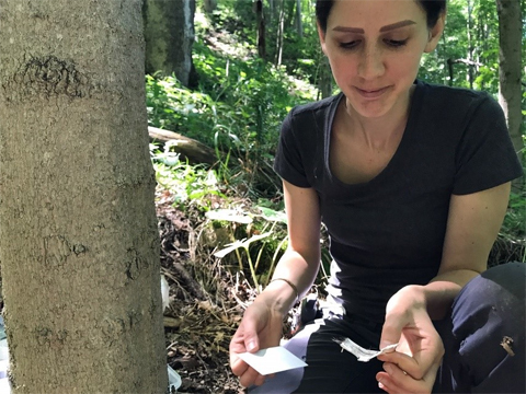 Graduate student Heidi Bencin collecting bobcat hair samples at one of the 160 survey stations in Southeast Ohio, shown here holding a sample of hair.