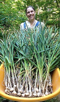 A smiling Lauren Ketcham with freshly harvest garlic in orange wheel barrow