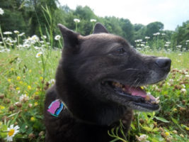 mostly black dog with grey-white muzzle, multi-colored tags on collar, in a pasture surrounded by white daisies