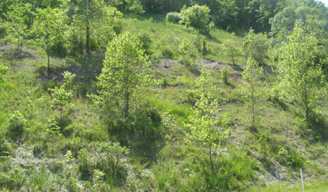 Site 2 from the road, a hillside covered in vegetation.