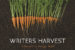 Writers Harvest | Local Authors & Food Drive, Nov. 9