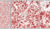 Simulated packing densities with regions of fast (gray) and slow (red) moving particles.
