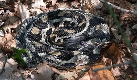 Eastern Timber Rattlesnake, coiled and resting