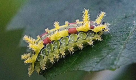 Spiny oak moth caterpillar, green body with yellow and red highlights on top