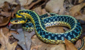 Garter snake photo by Ryan Wagner that will be featured on the 2018 Ohio Wildlife Legacy Stamp.