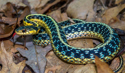 Garter snake photo by Ryan Wagner that will be featured on the 2018 Ohio Wildlife Legacy Stamp, showing snake curled up and tongue out.